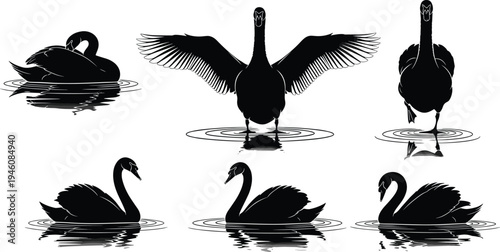 Black Swan Silhouette Vector Set Featuring Graceful Waterfowl In Various Poses Including Swimming Standing And Spreading Wings For Elegant Nature Design