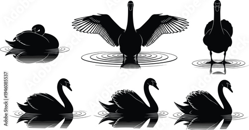 Elegant Black Swan Silhouette Vector Set Featuring Graceful Swimming Birds With Spreading Wings And Water Ripples For Minimalist Graphic Design