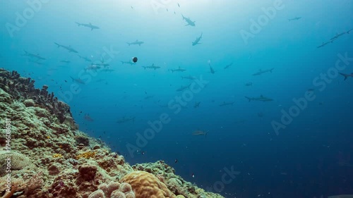 Wallpaper Mural Large numbers of Grey Reef Sharks swim in open water of Palau's shark sanctuary Torontodigital.ca