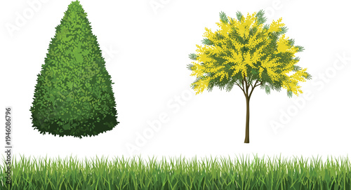 Set of flat vector garden elements with green conical topiary shrub blooming yellow mimosa tree and isolated lush grass border.