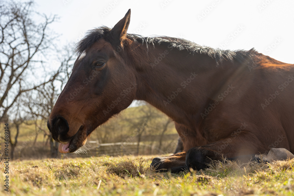 Obraz premium Müdes Pferd