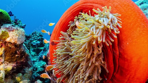 Wallpaper Mural Close up Underwater shot of a bright red anemone with yellow tentacles and a family of clownfish on a reef in Palau Torontodigital.ca