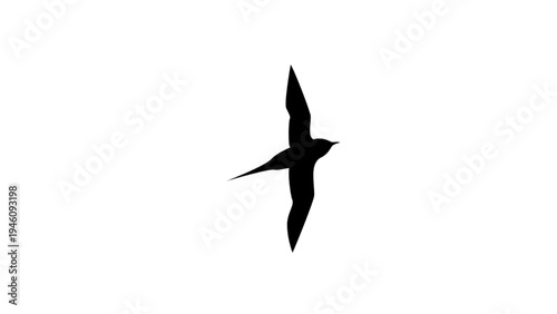 vector illustration of a bird on white background