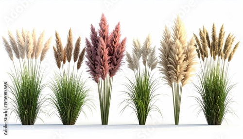 Diverse pampas grass variations light & dark tan, rose, cream, & golden hues