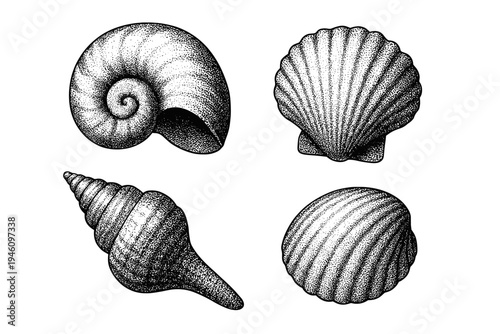 Four black-and-white stippled seashell illustrations showing a spiral shell, scallop fan, twisted conch spire, and ridged clam in vintage engraving style on a white background