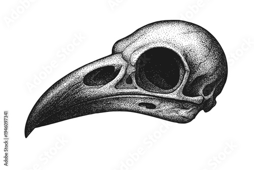 Stippled monochrome illustration of a bird skull with a long curved beak in profile, detailed dotwork engraving style emphasizing ornithological anatomy and macabre symbolism.