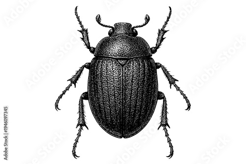High-contrast vintage engraving of a scarab beetle seen from above, detailed stippling and linework highlighting textured elytra, antennae, and articulated legs in black ink