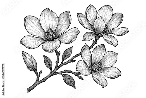 Highly detailed black-and-white stippled botanical illustration of a magnolia branch with three blooming flowers, unopened buds and textured leaves in vintage ink style