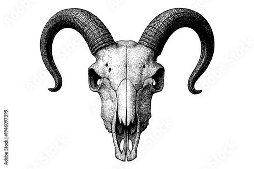 Highly detailed monochrome stippled illustration of a ram skull with prominent curved horns, anatomical cranium rendered in vintage engraving style, symmetrical gothic portrait