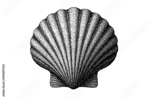 Highly detailed stippled black-and-white illustration of a scallop shell showing symmetrical fan-shaped radiating ridges and textured surface, isolated on a white background
