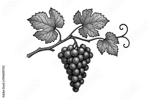 Vintage botanical engraving of a grapevine with a dense cluster of round grapes hanging from a textured vine, detailed lobed leaves and a curling tendril in black and white