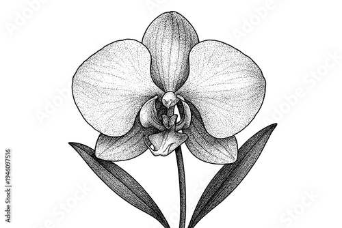 Highly detailed black-and-white stippled botanical illustration of a single Phalaenopsis orchid bloom, showing broad petals, central labellum, sepals, slender stem and two leaves