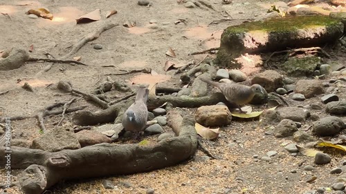 lizard on the ground