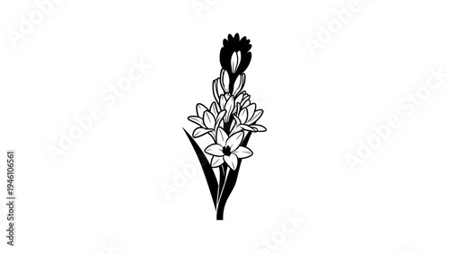 Black and white silhouette of a hyacinth flower on white background
