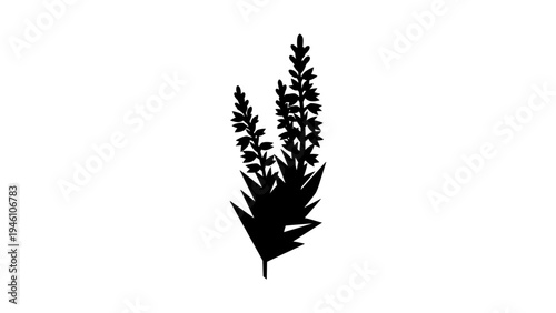 Botanical silhouette of lavender flowers on white background