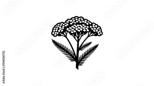 Black silhouette of yarrow plant with detailed leaves and blossoms