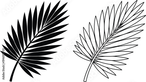 Two different types of palm leaves illustrated in black and white, vector illustration Vector