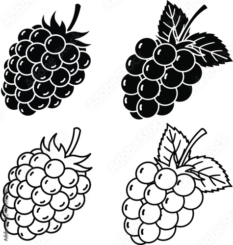Black and white grapes and berries illustration set of four fruits drawing Vector