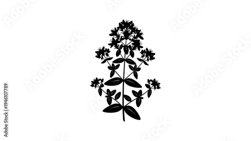 Silhouette of oregano plant against white background