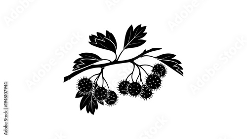 Hawthorn branch silhouette art with berries and leaves on white background