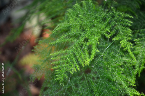 Schilderij op canvas Asparagus fern feathery green leaves