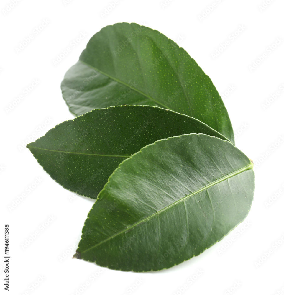 Obraz premium Fresh green leaves of citrus plant isolated on white