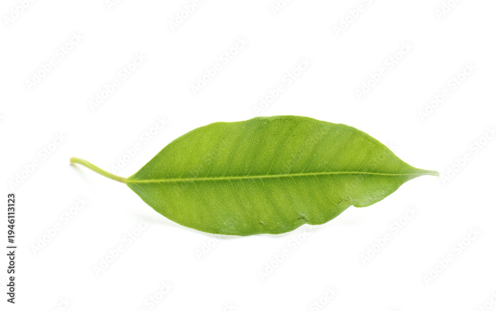 Fototapeta premium One fresh green citrus leaf isolated on white