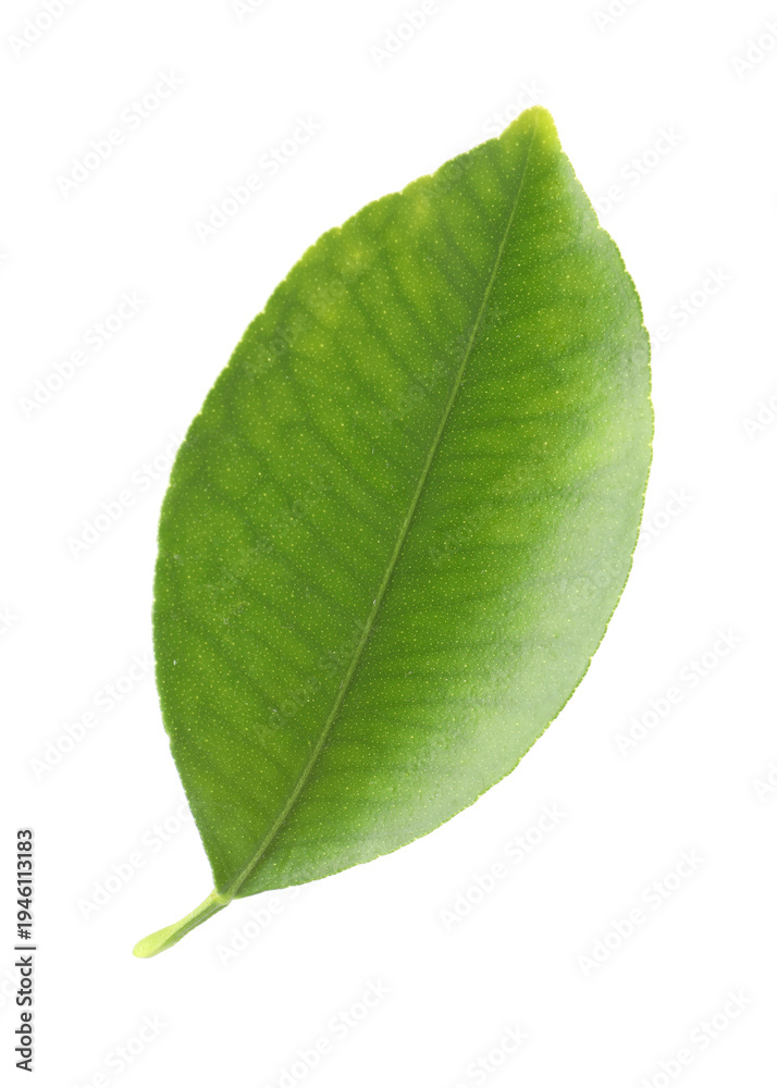 Obraz premium Fresh green leaf of citrus plant isolated on white
