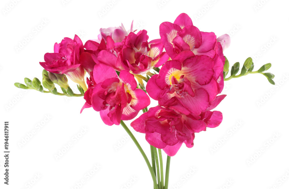 Obraz premium Beautiful pink freesia flowers isolated on white