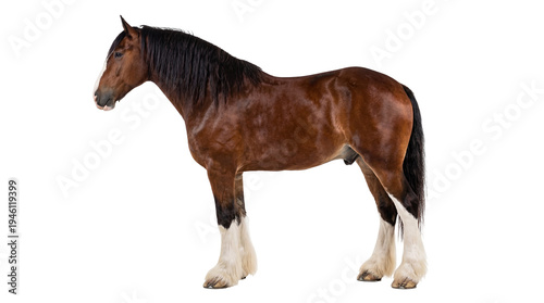 Fotografi Sturdy brown draft horse with a long black mane and tail, standing in profile, i