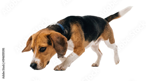 Canvas Print Tri-color beagle dog with blue collar and bone tag, sniffing the ground, capture