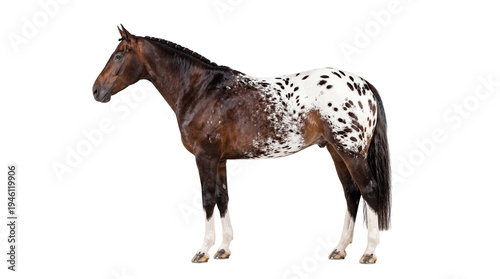 Bild auf Leinwand Stunning Appaloosa horse with distinctive brown and white spots and an elegantly
