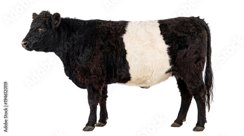 Tableau sur toile Majestic Belted Galloway cow, a distinctive black and white cattle breed, standi