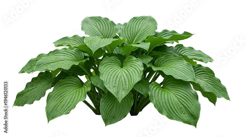 Cuadro en lienzo Lush green Hosta plant with large, textured leaves, a popular ornamental garden