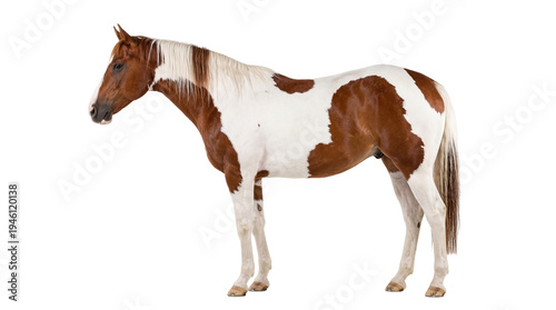 Photos Majestic brown and white pinto horse standing gracefully, a beautiful equine ani