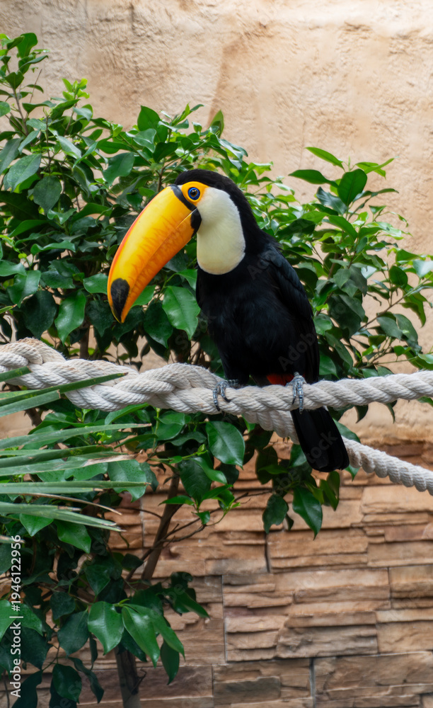 Obraz premium Toco toucan bird sitting on a thick rope with green leaves background.