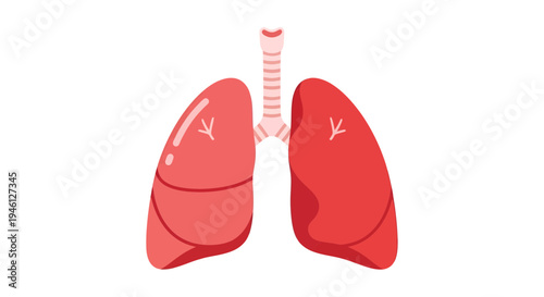 Lungs Vector Illustration, Medical Anatomy, Healthcare, Human Body, Flat Design, EPS, SVG