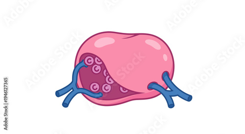 Uterus illustration, vector style graphic, medical concept, female reproductive system, health care
