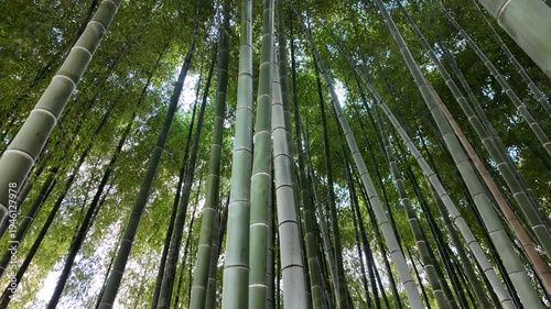 Lush Bamboo Forest in Japan Seen from Below