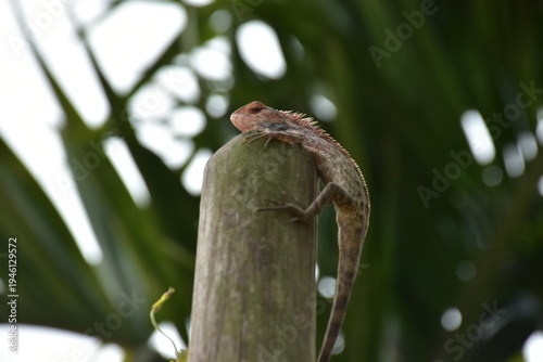 Oriental Garden Lizard Perched on Bamboo Post