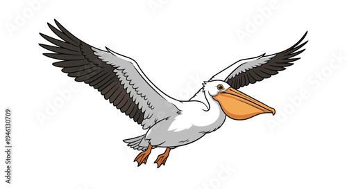 Pelican Image, Photography, Wildlife, Bird in Flight, Animal, Nature, Sky, Vector Style Graphic