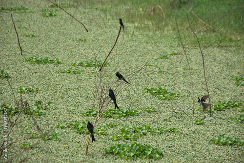 Group of Black Drongo Birds Perching Above Wetland Vegetation