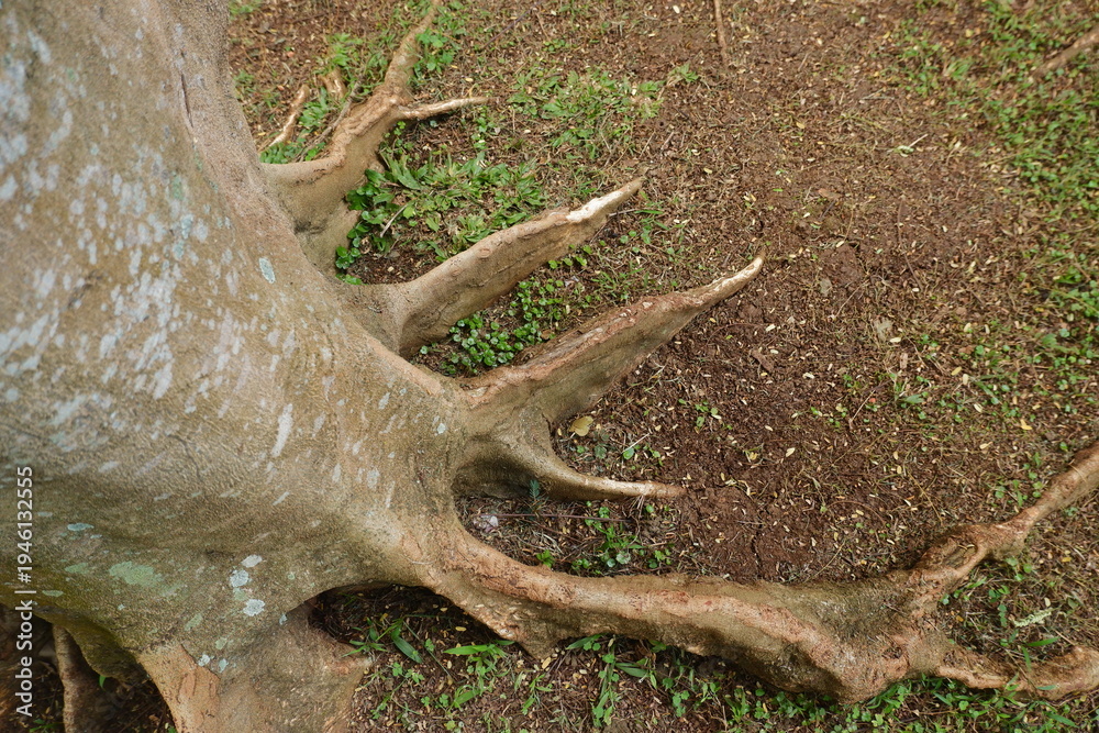 Obraz premium snail on the tree