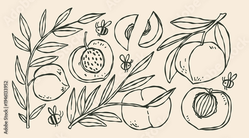 Doodle hand drawn whimsical set of Peach on a branch with texture. Bees, fruit branch with leaves. Fresh fruit from the garden.