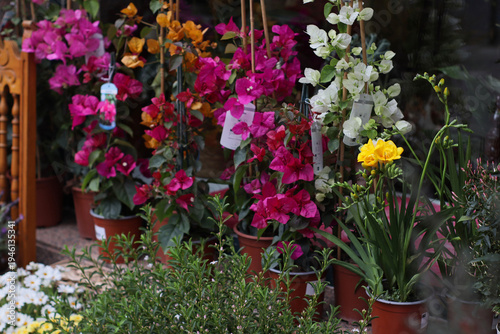Colorful storefront display with potted bougainvillea, white phalaenopsis orchids and yellow narcissus flowers outside a flower shop. Street plant market scene suitable for gardening articles