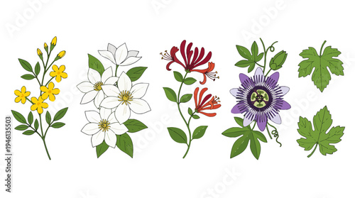 Vibrant Botanical Illustration Set of Diverse Flowers and Leaves.
