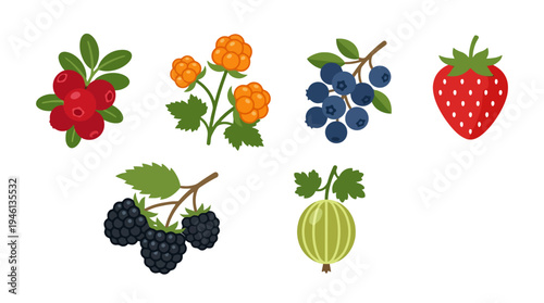 Vibrant flat design berry collection cranberries cloudberries blueberries strawberry blackberries gooseberry illustrations.