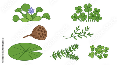 Stylized Flat Vector Illustration of Diverse Aquatic Plants Water Hyacinth Lotus Pod Lily Pad.