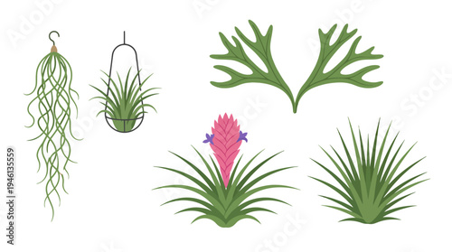 Stylized air plants and green foliage vector set featuring hanging Tillandsia spiky plants and a pink flowering bromeliad.