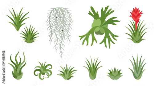 Diverse collection of green air plants and bromeliads including a redflowered tillandsia staghorn fern and Spanish moss in a flat vector illustration style.